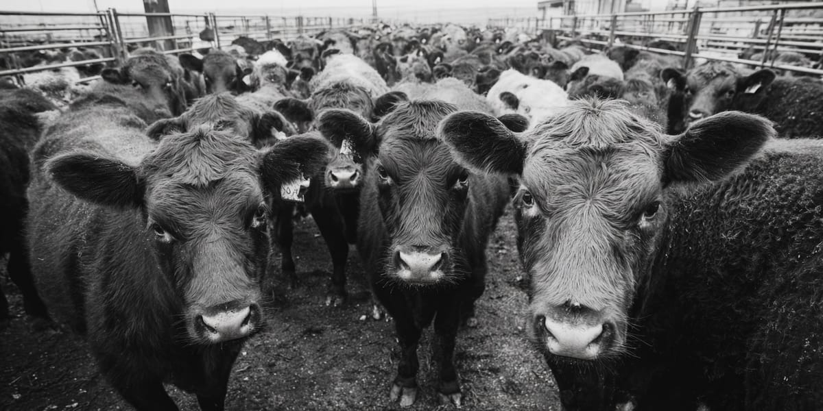 USDA Announces $750 Million Texas Fly Factory to Combat Flesh Eating Parasite