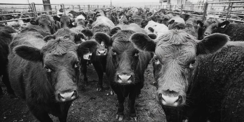USDA Announces $750 Million Texas Fly Factory to Combat Flesh Eating Parasite post image